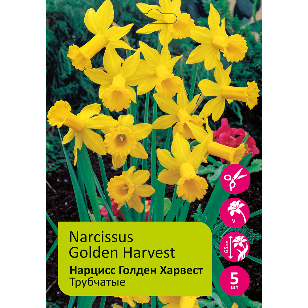 Нарциссы Голден Харвест трубчатый 5шт 14/16/Narcissus Golden Harvest