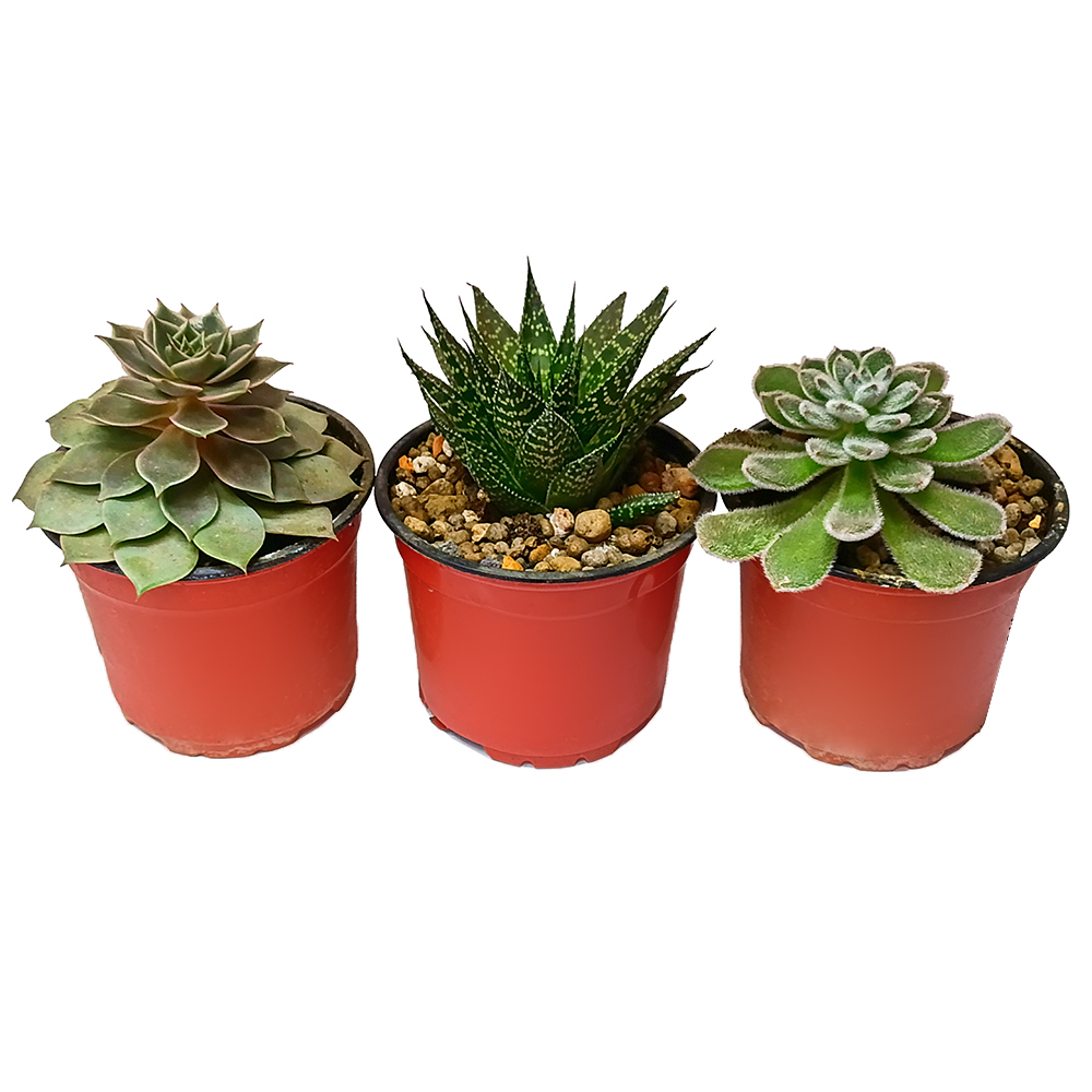 Суккуленты микс в горшке диаметром 13см, в ассортименте/ 1шт