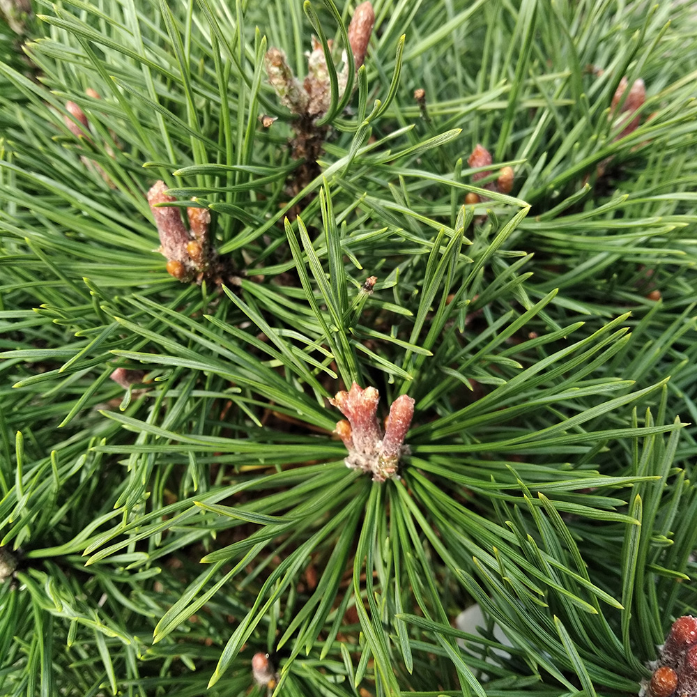 Сосна горная Шервуд Компакт С10 (высота 30-40см) 1шт/Pinus mugo Sherwood Compact