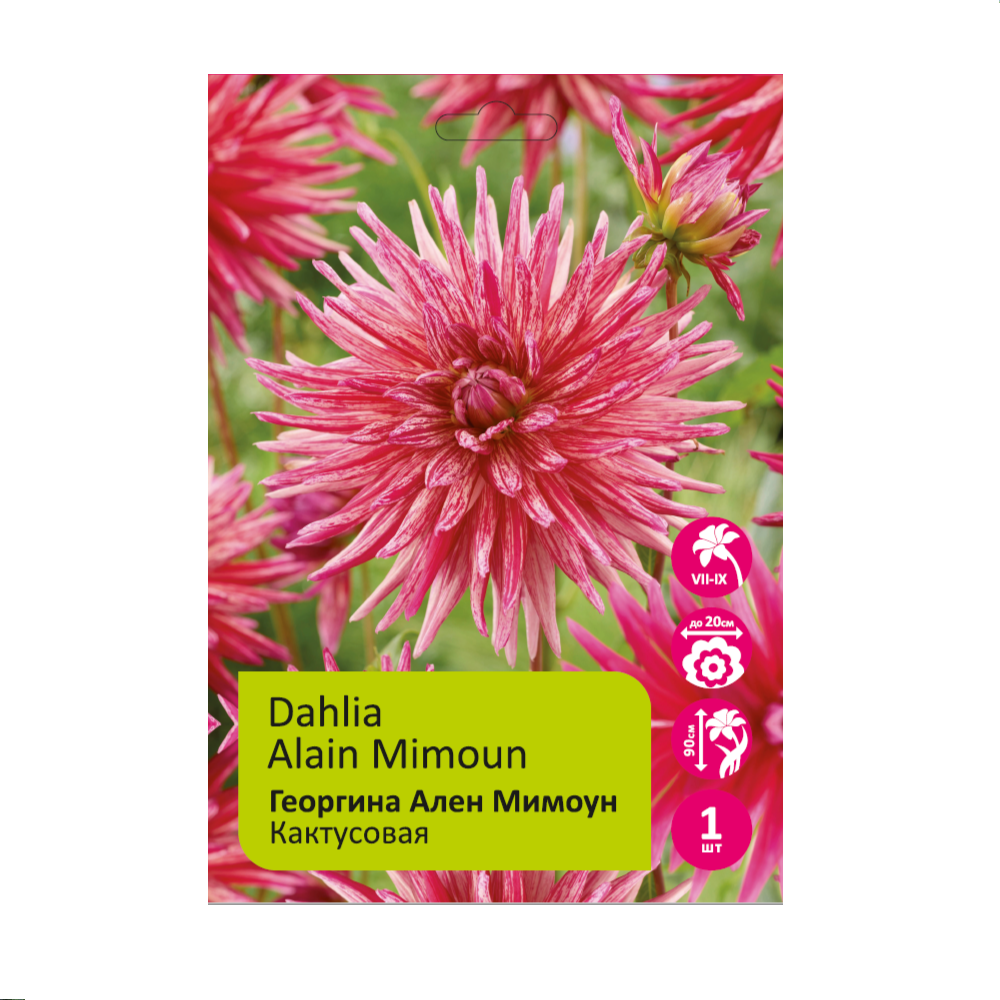 Георгина Ален Мимоун (Ален Мимоун) 1шт /