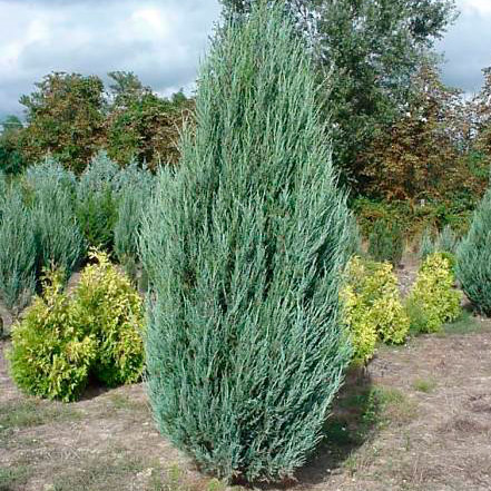 Можжевельник виргинский Скайрокет С2-3 1шт/Juniperus virginiana Skyrocket