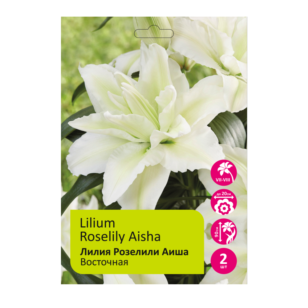 Лилия Розелили Аиша 2шт 14/16/Lilium Roselily Aisha