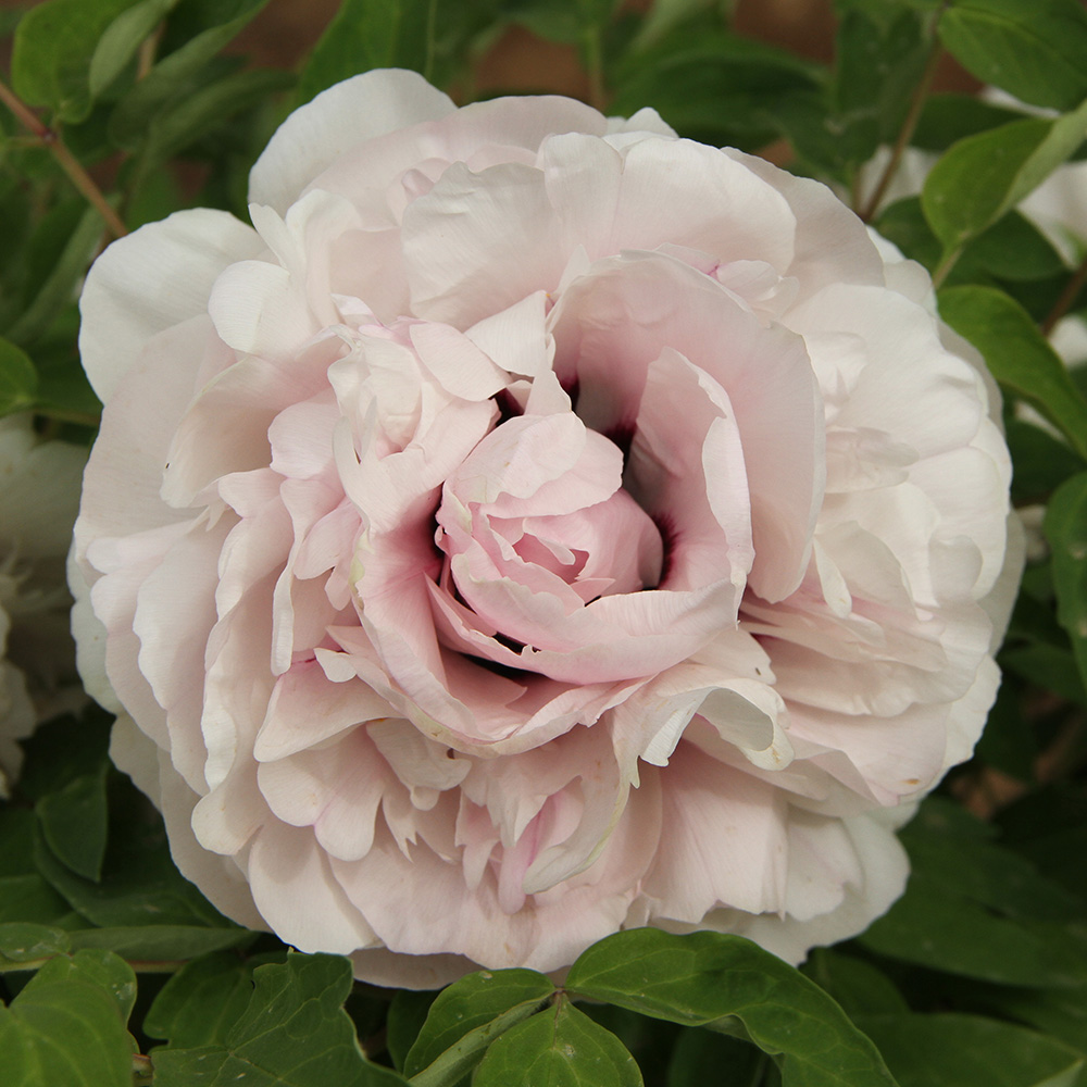 Пион древовидный Белоснежка 1шт/Paeonia Jing Juan Bai (Цзин Хуан Бай)