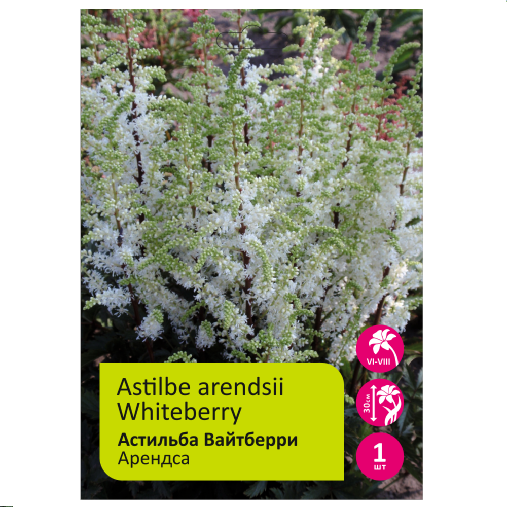 Астильба Вайтберри 2/3 1шт / Astilbe arendsii Whiteberry