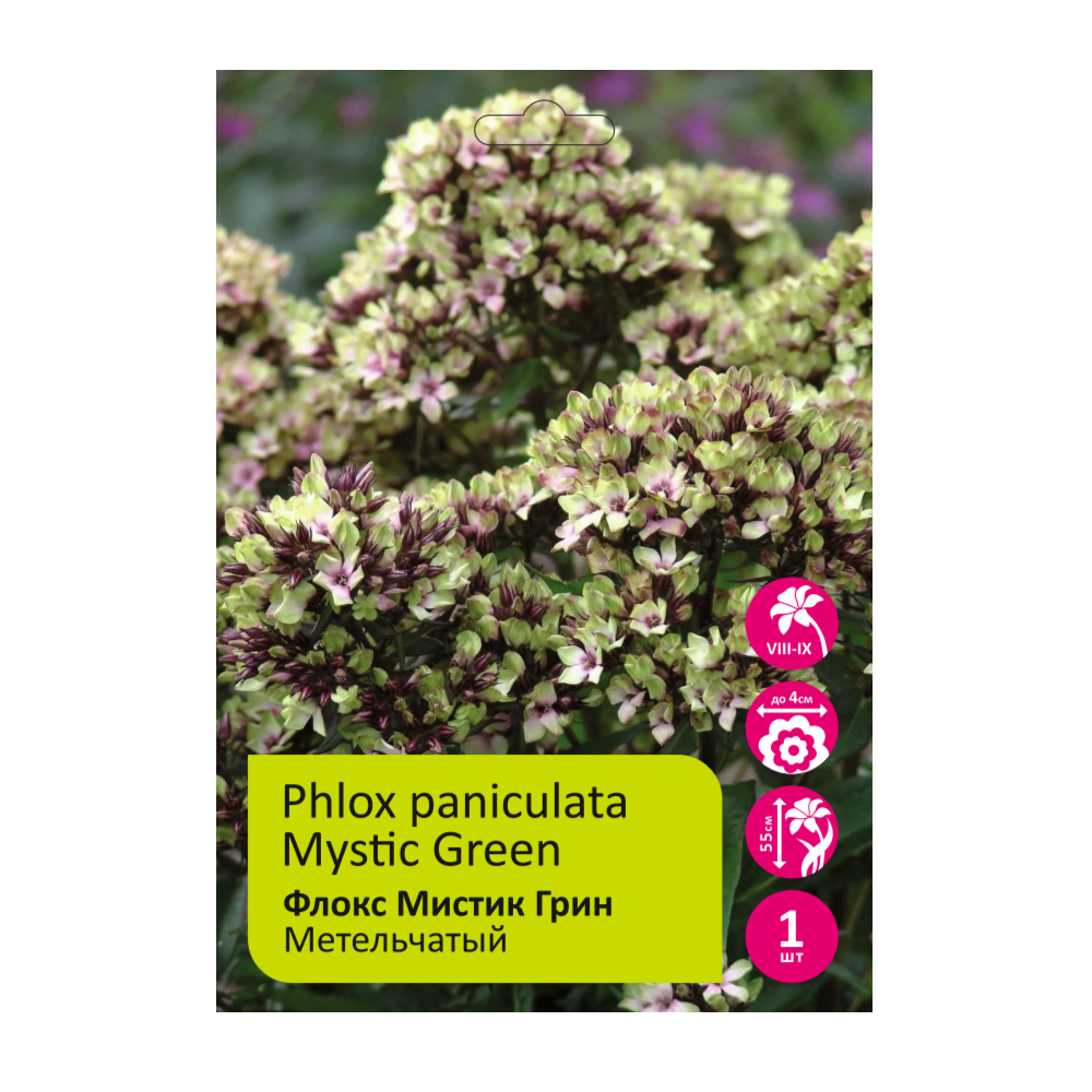 Флокс Мистик Грин 1шт метельчатый /Phlox Paniculata Mystique Green