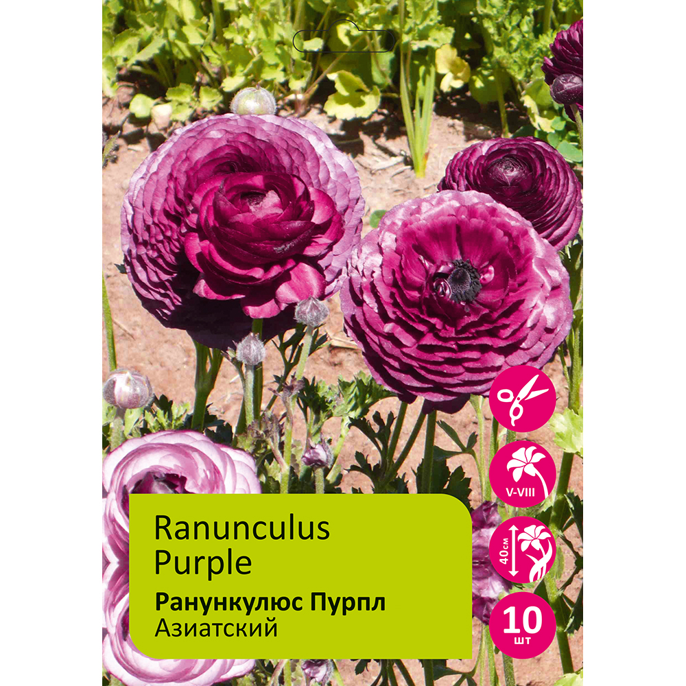 Ранункулюс азиатский Пурпл 10шт 6/7/Ranunculus Purple