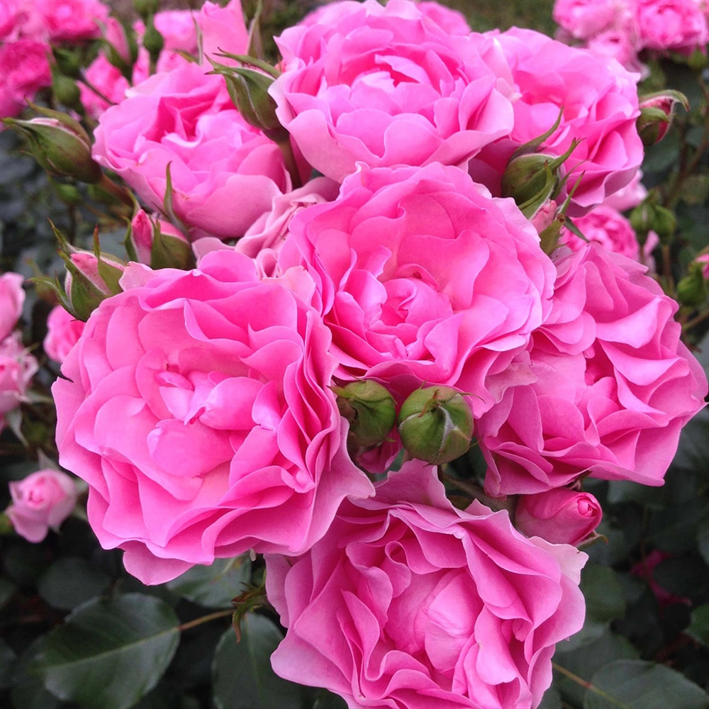 Роза Ай Эм Грейтфул флорибунда 1шт/12