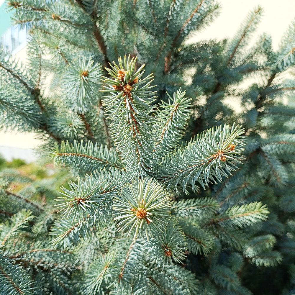 Ель колючая Супер Блю Сидлинг С20 80-100 1шт /Picea pungens Super Blue Seedling