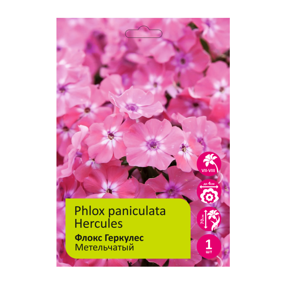 Флокс Геркулес 1шт широколистный /Phlox amplifolia Hercules
