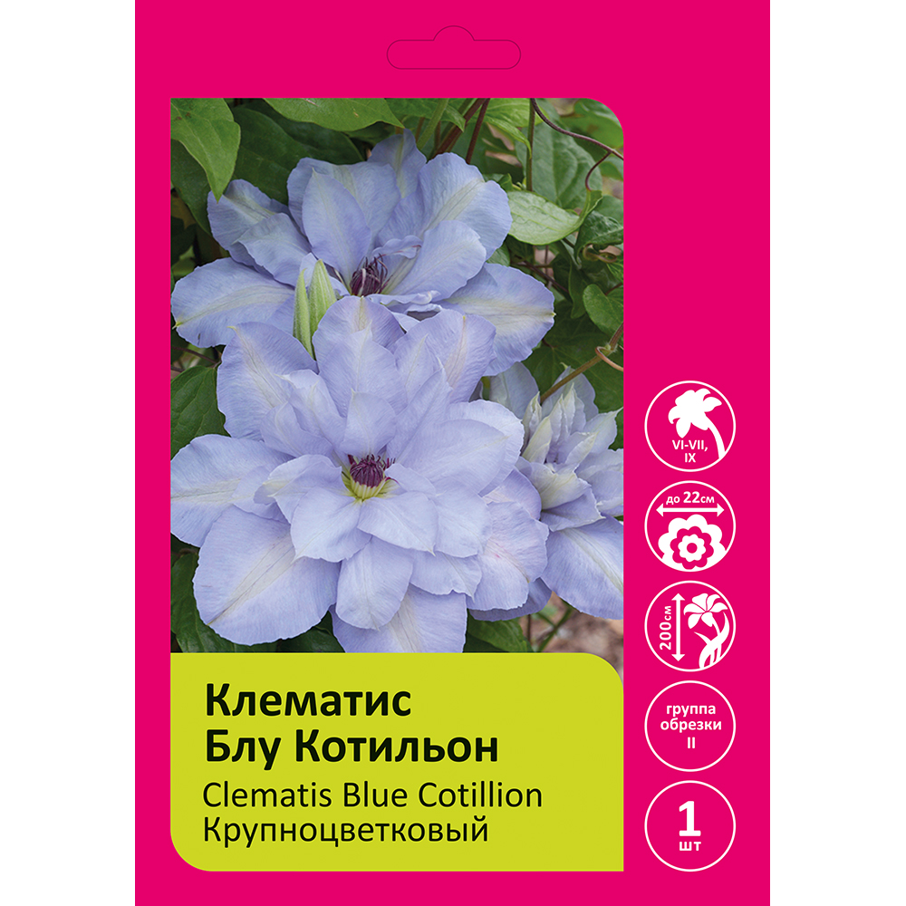 Клематис Блу Котильон 1шт гр.обрезки 2 / Clematis Blue Cotillion 