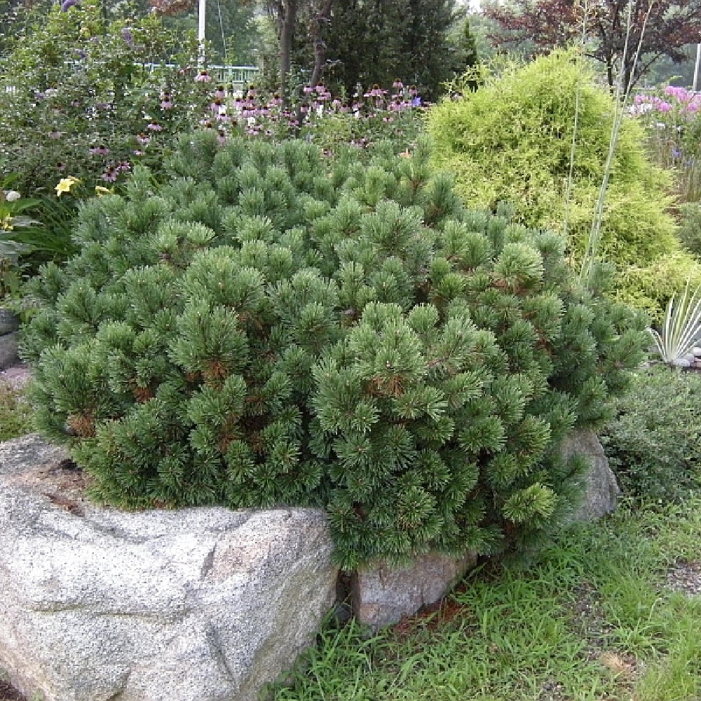 Сосна горная Мумпиц С15 (высота 40-50см) 1шт/Pinus mugo Mumpitz