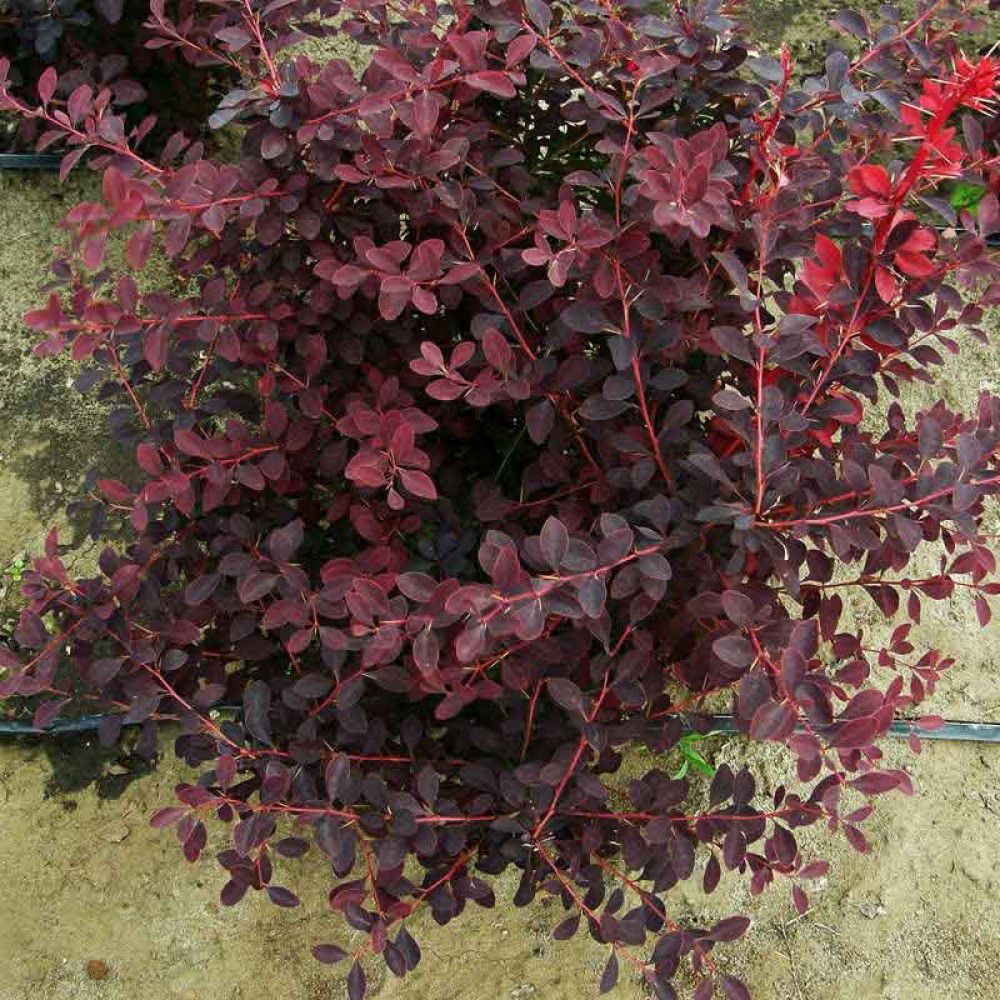 Барбарис оттавский Аурикома С3 1шт /Berberis ottawensis Auricoma