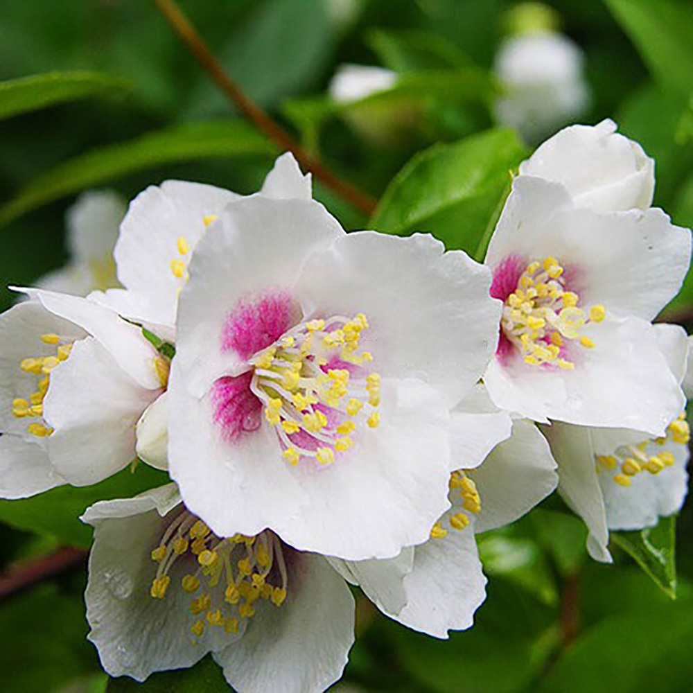 Жасмин/чубушник Необычный 1шт