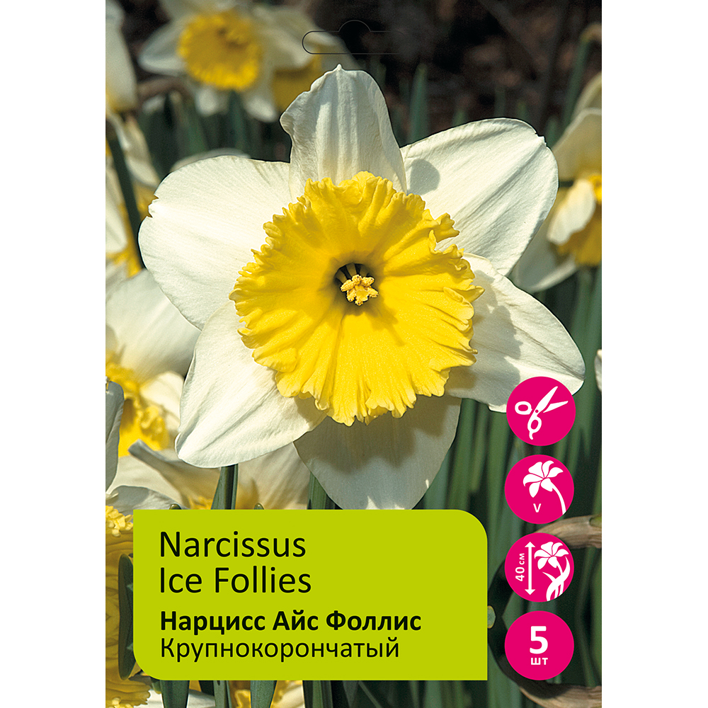 Нарциссы Айс Фоллис крупнокорончатый 5шт 14/16/Narcissus Ice Follies /1