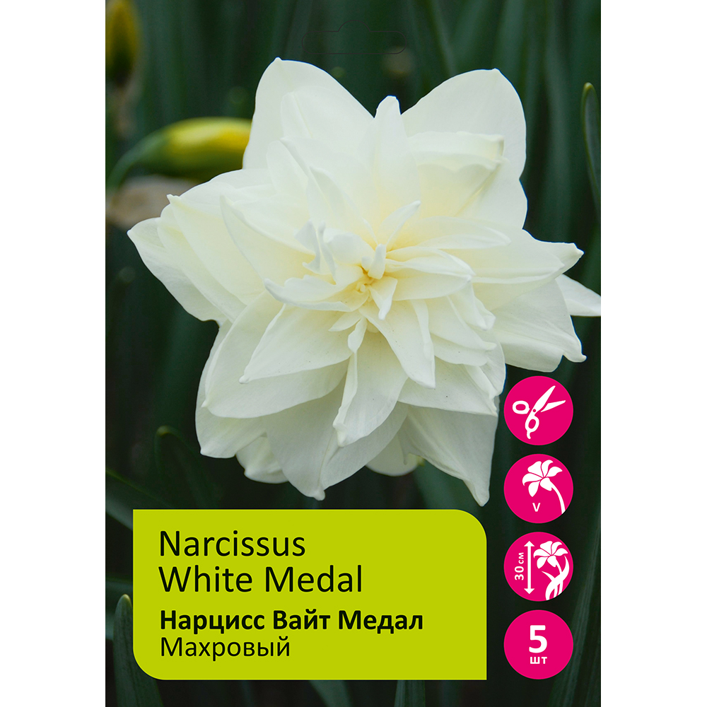 Нарциссы Вайт Медал махровый 5шт 14/16 / Narcissus White Medal