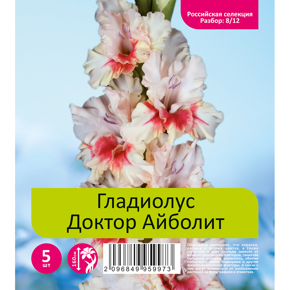 Гладиолус Доктор Айболит 5шт  (разбор 8/12)