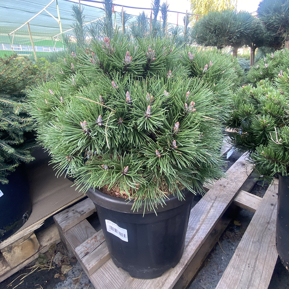 Сосна горная Хейдеперл С15 (высота 30-40см) 1шт/Pinus mugo Heideperle