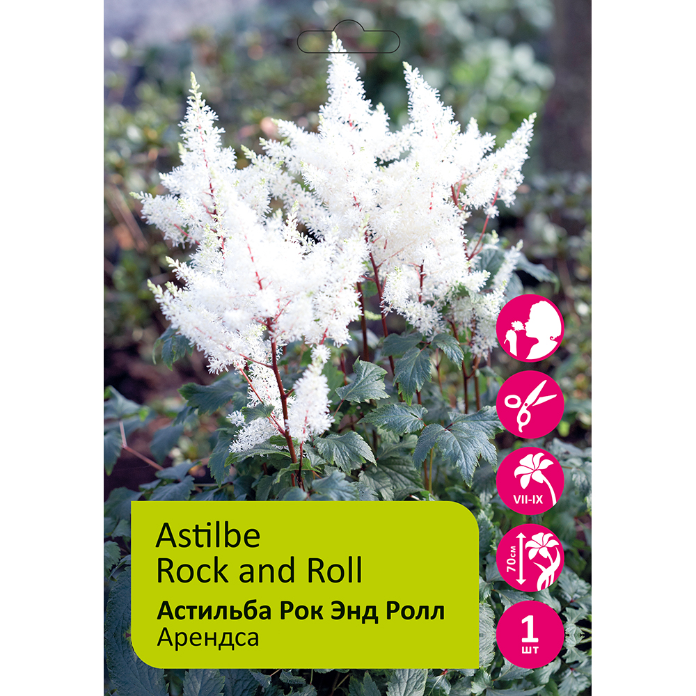 Астильба Рок энд Ролл 1шт 2/3 /Astilbe Rock and Roll