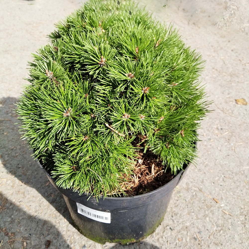 Сосна горная Альгау С10 (высота 30-35см) 1шт/ Pinus mugo Allgau