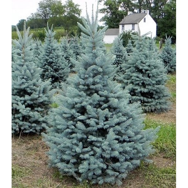 Ель колючая Фат Альберт С10 1шт /Picea pungens Fat Albert