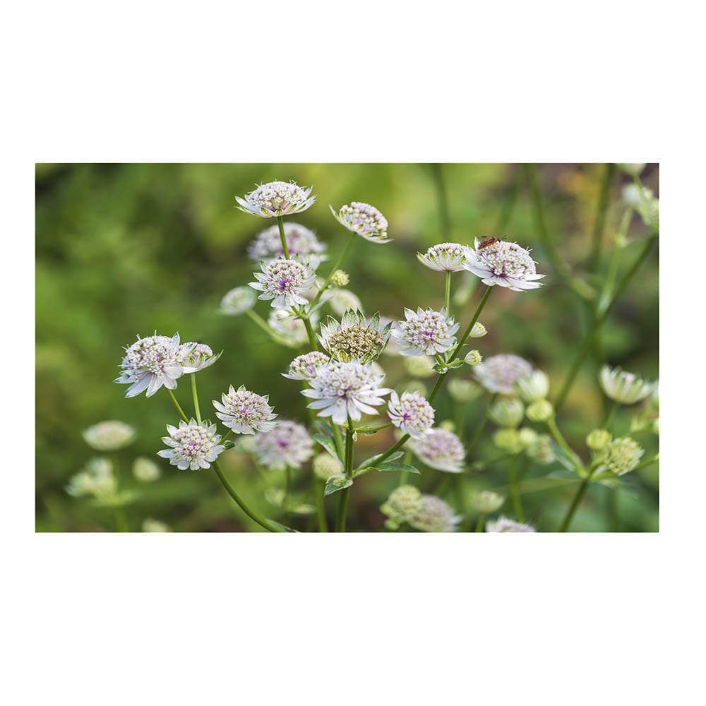 Астранция крупная Р9 1шт/Astrantia major