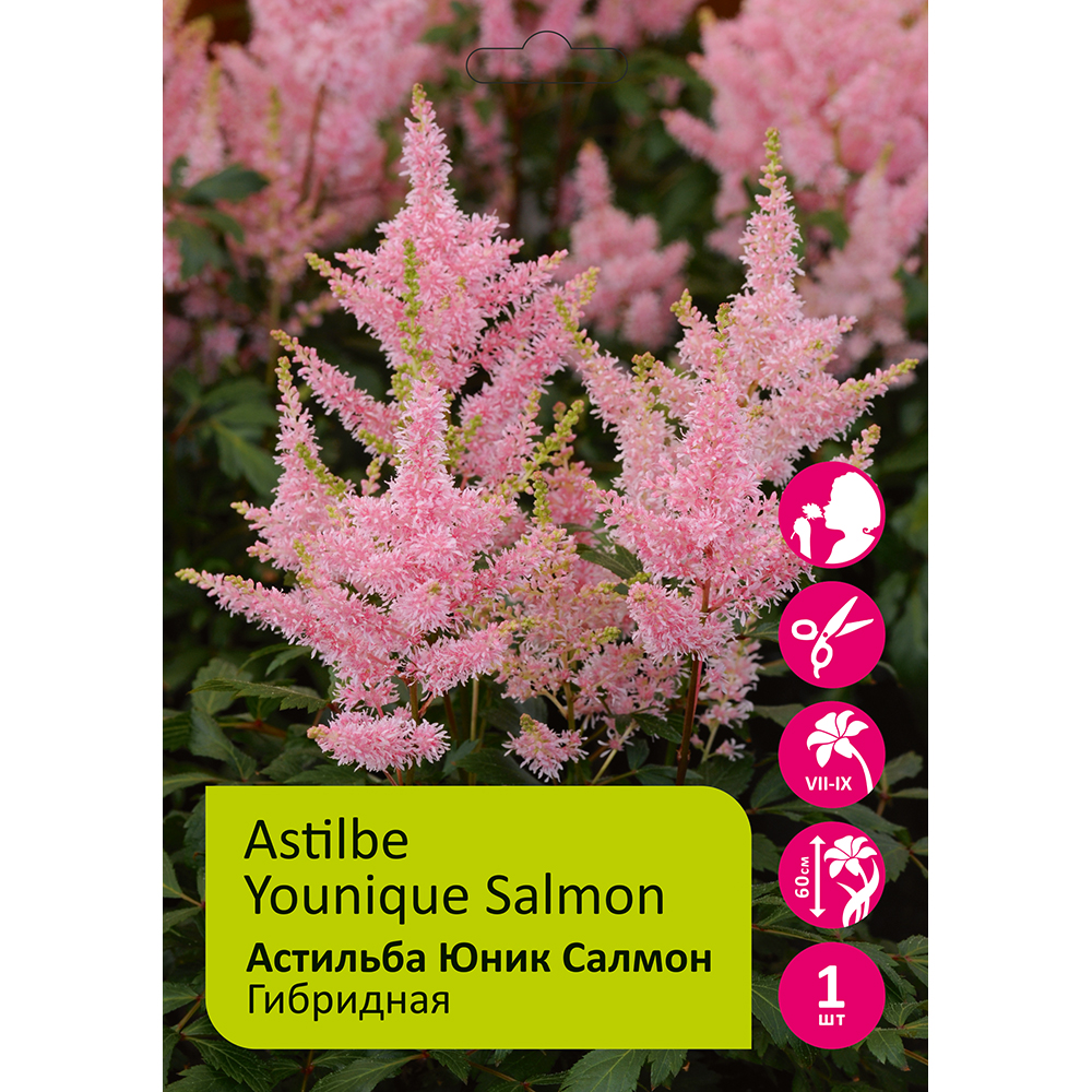 Астильба Юник Салмон 1шт 2/3 /Astilbe Younique Salmon