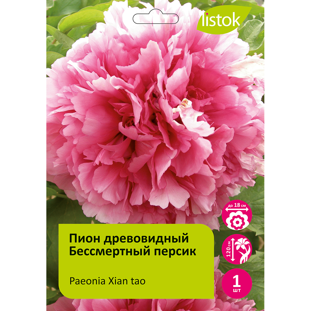 Пион древовидный Бессмертный персик 1шт/Paeonia Xian tao (Immortal peach)(Сянь Тао)