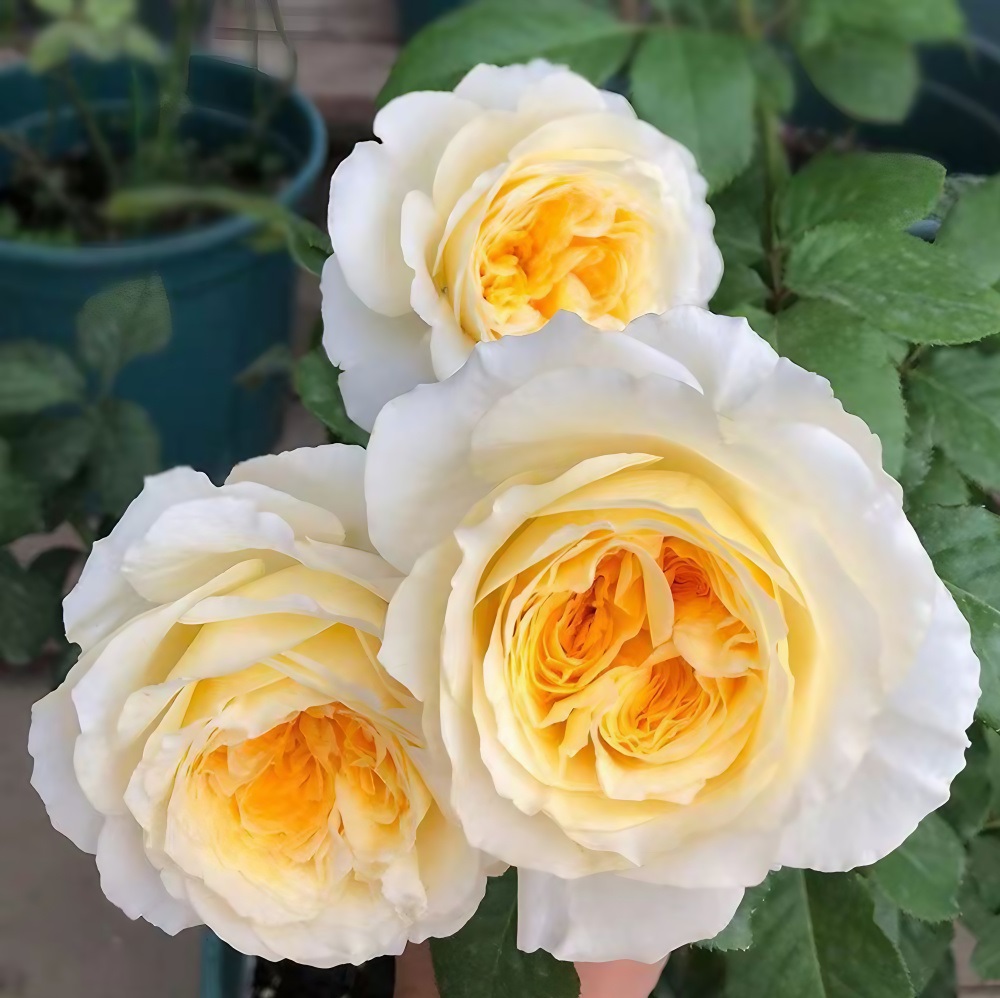 Роза Беатрис английская 1шт /12