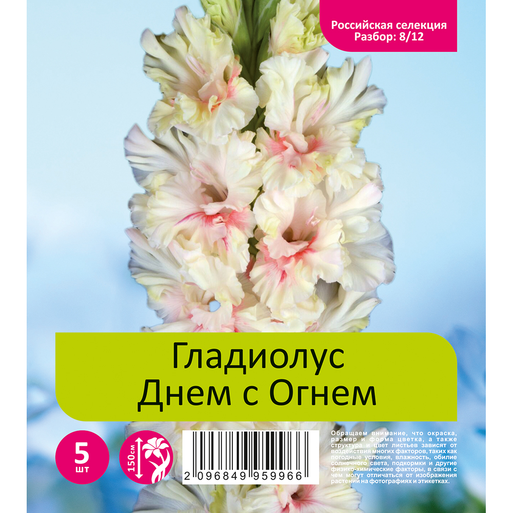 Гладиолус Днем с Огнем 5шт  (разбор 8/12)