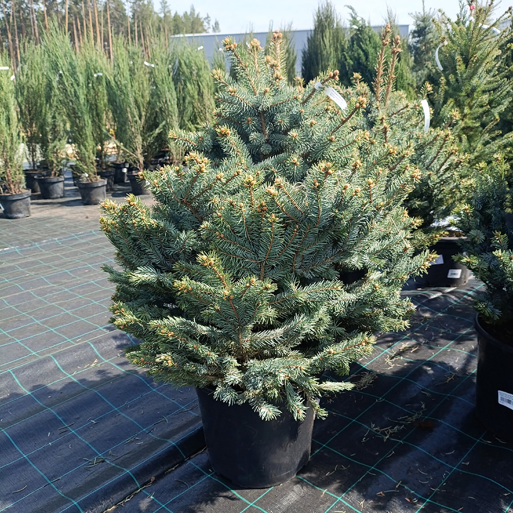 Ель колючая Супер Блю Сидлинг С5/Super blue seedling