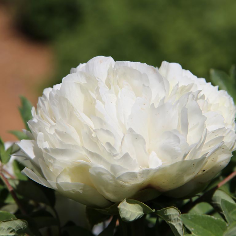 Пион древовидный Карт Бланш 1шт/Paeonia Jing Yun Guan (Цзин Юнь Гуань)