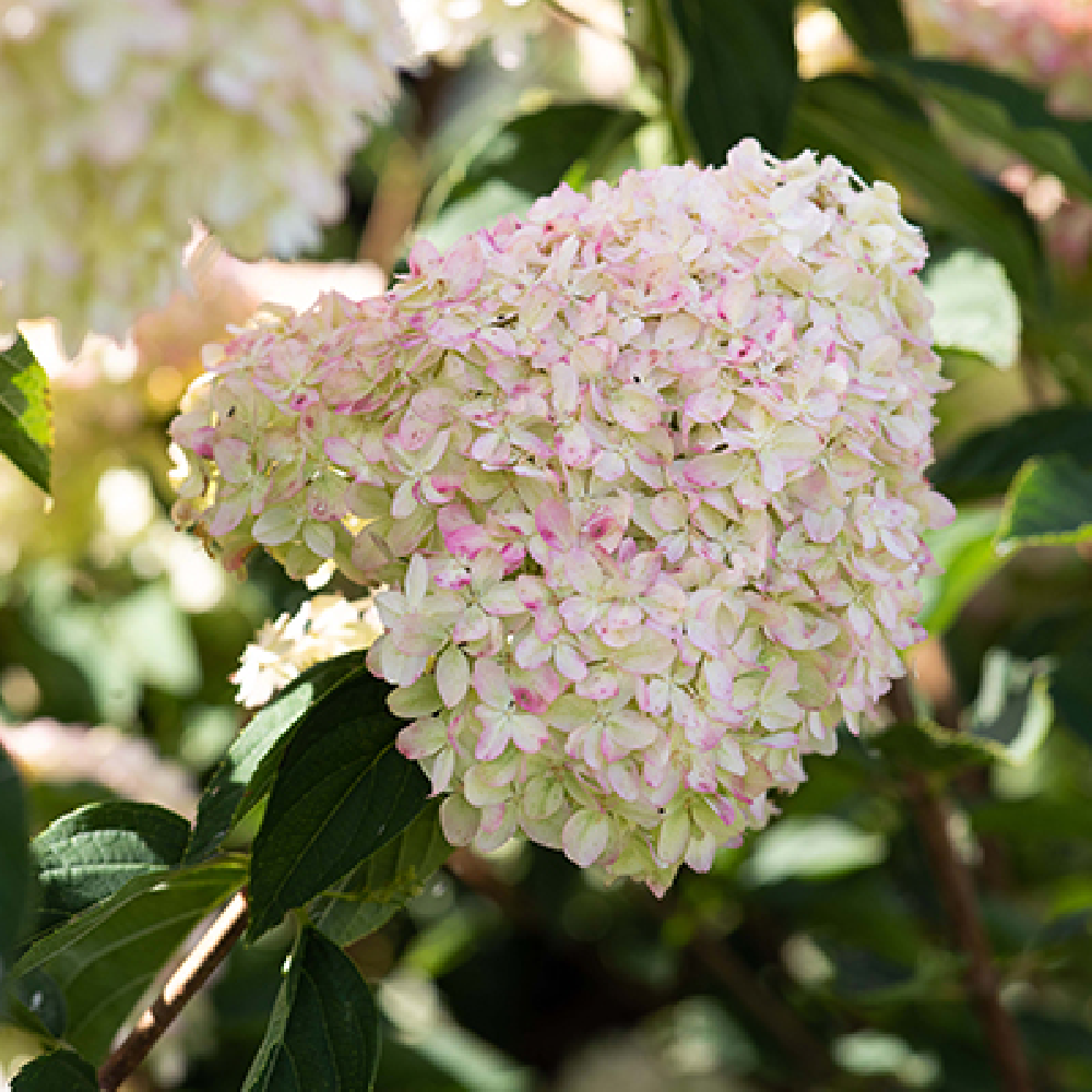 Гортензия метельчатая Коттон Крим 1шт