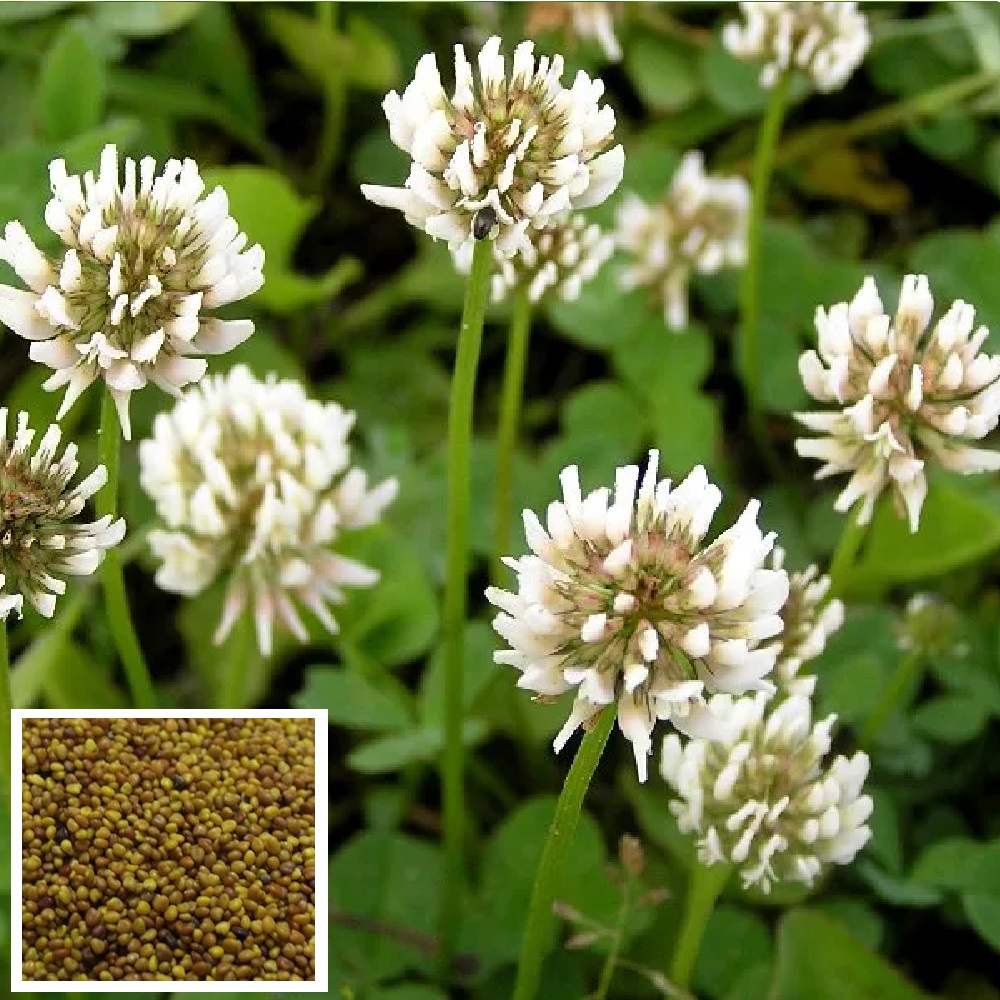 Клевер белый  0,25кг  