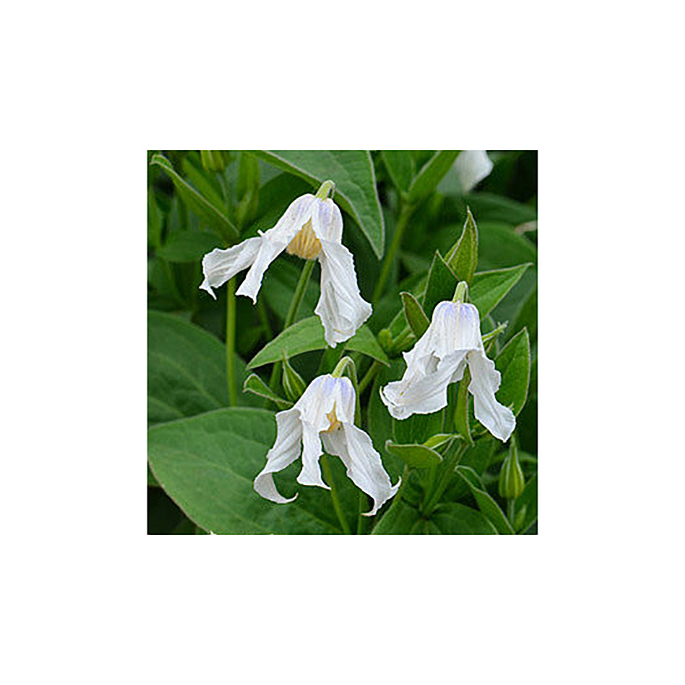 Клематис Хакури гр. обр.3 P9 1шт /Clematis Hakuree