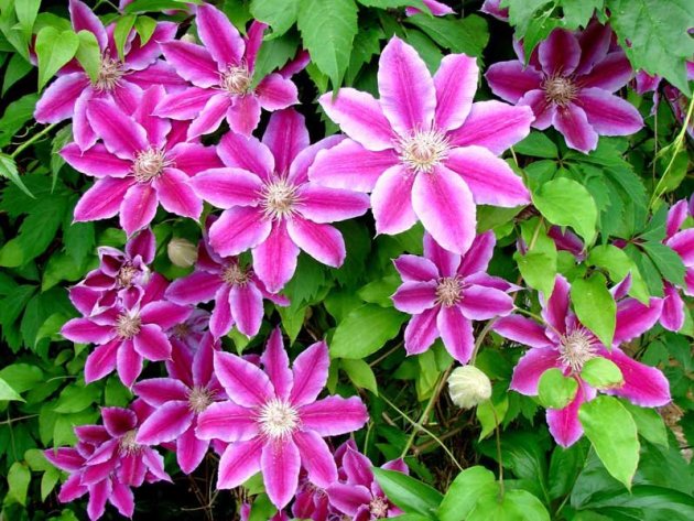 Клематис Нелли Мозер  1шт гр. обрезки 2/Clematis Nelly Moser