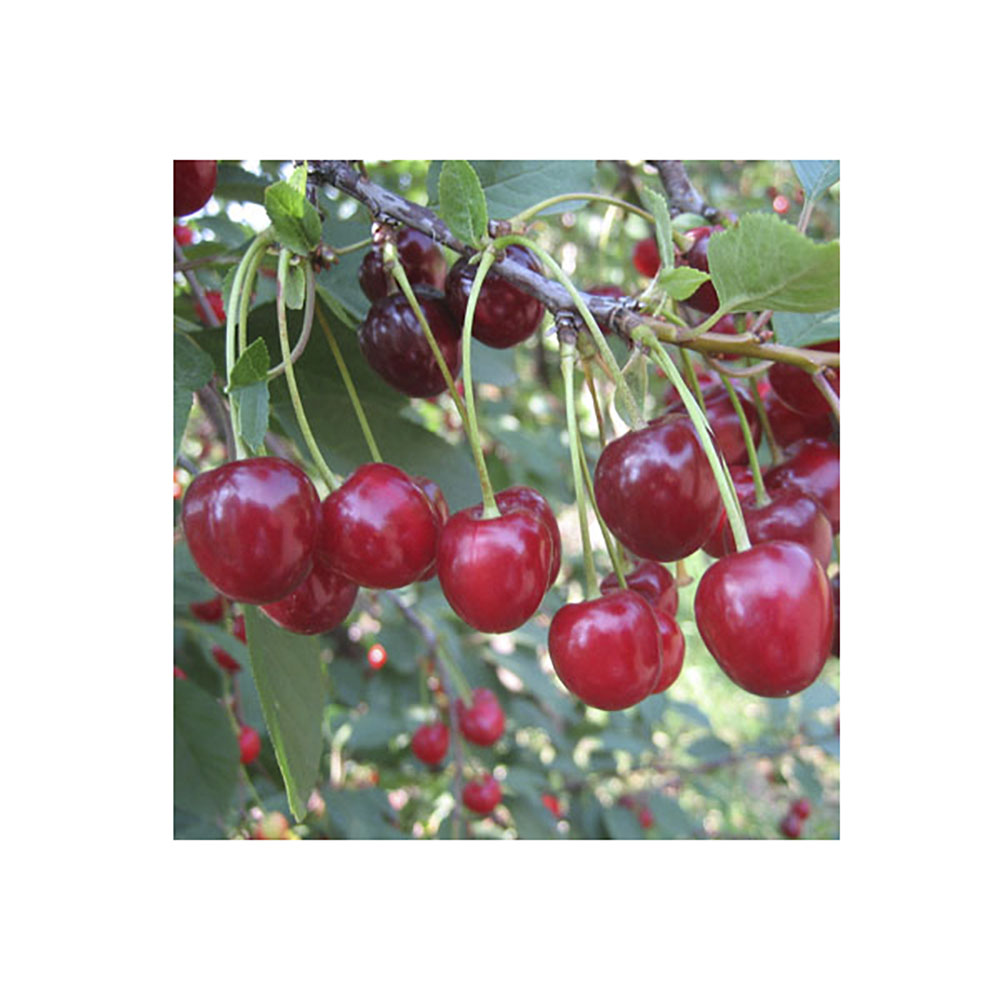 Вишня Жуковская 1шт.