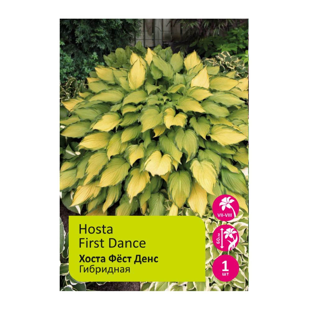 Хоста Фёст Денс 1шт /Hosta First Dance