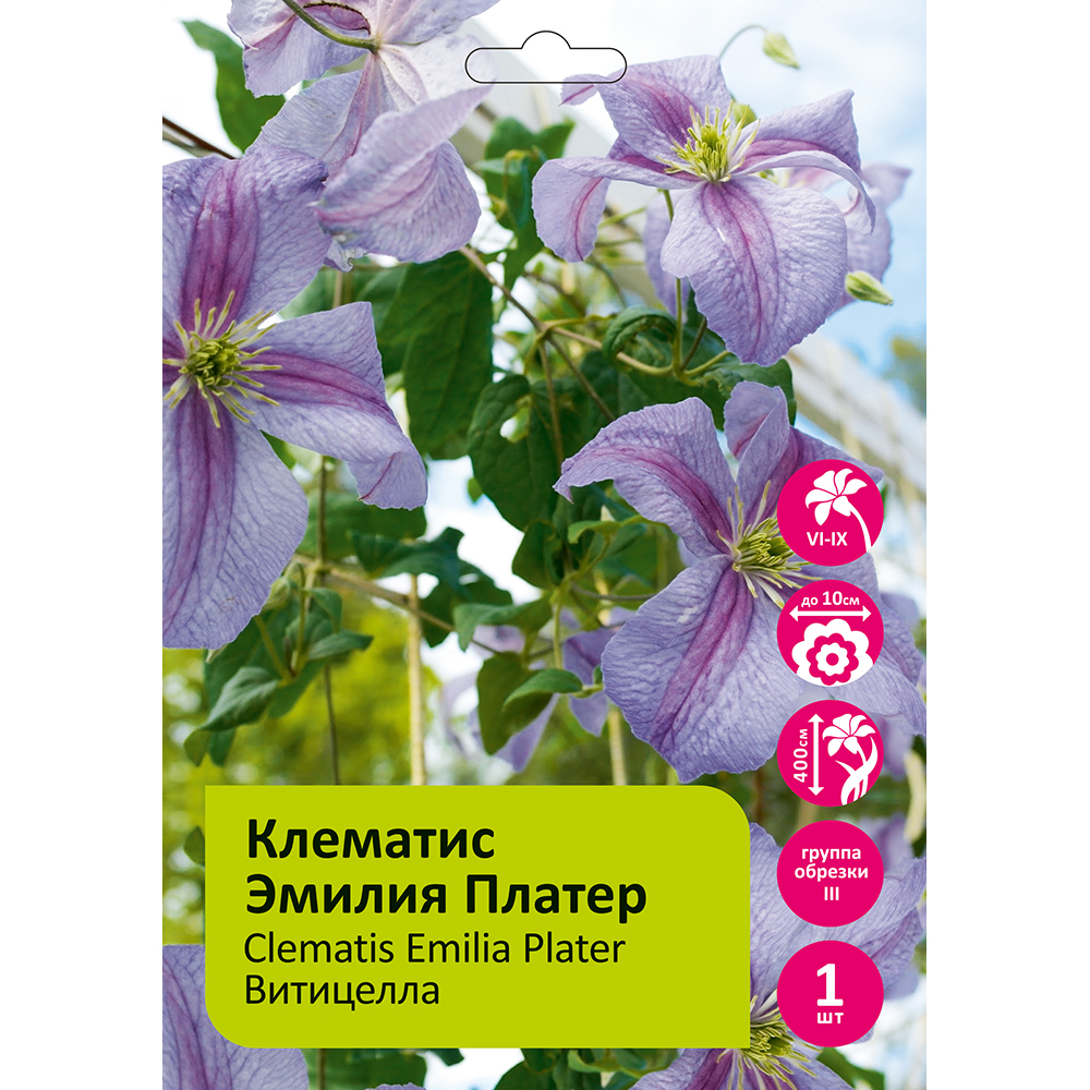 Клематис Эмилия Платер  1шт гр. обрезки 3 / Clematis Emilia Plater 