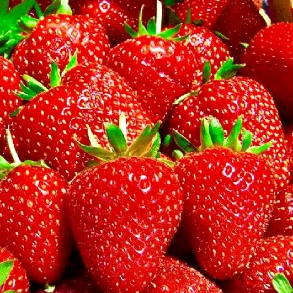 Земляника Моллинг Столетия Р9  1шт 