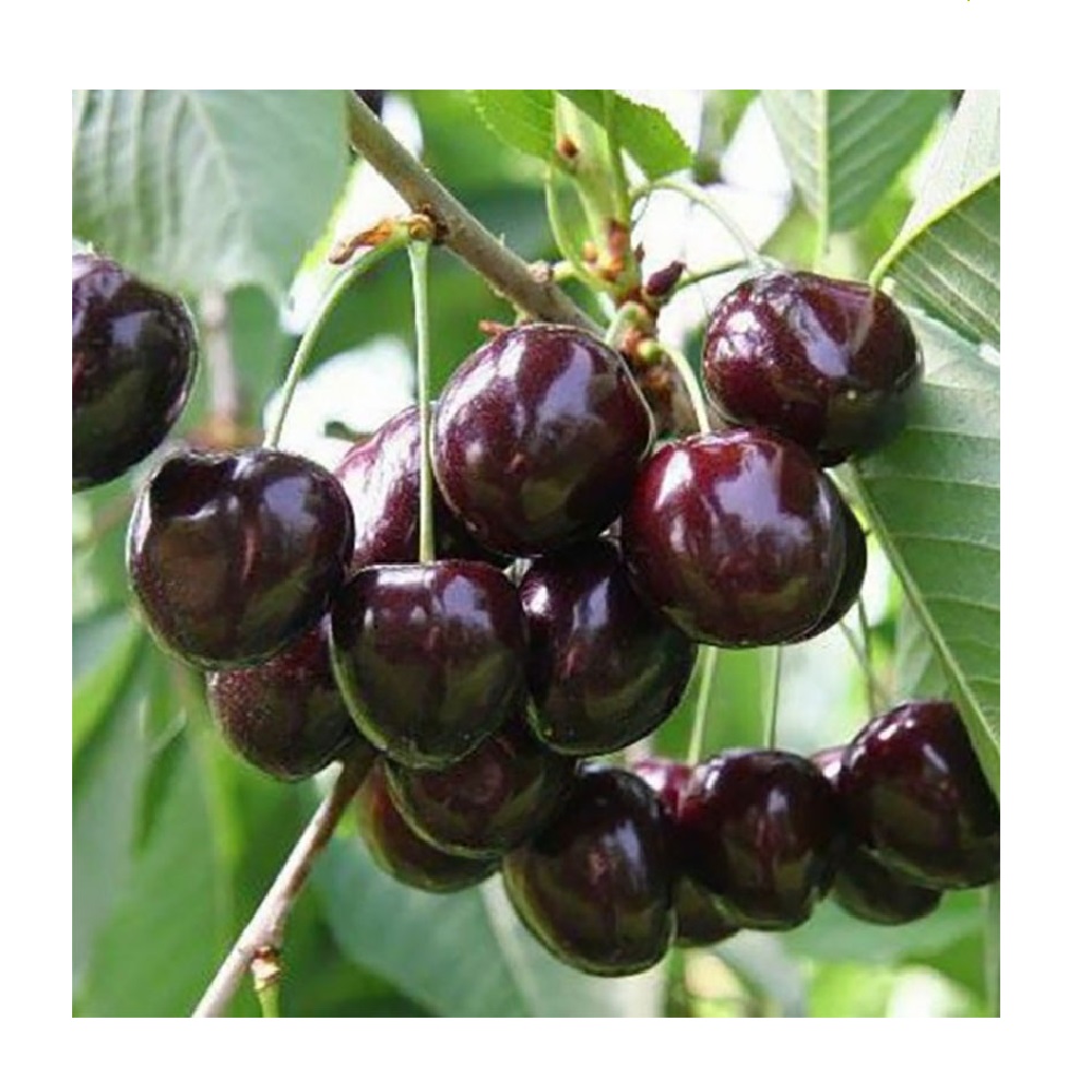 Вишня Владимирская (подвой вишня Магалебская) (в сетке)