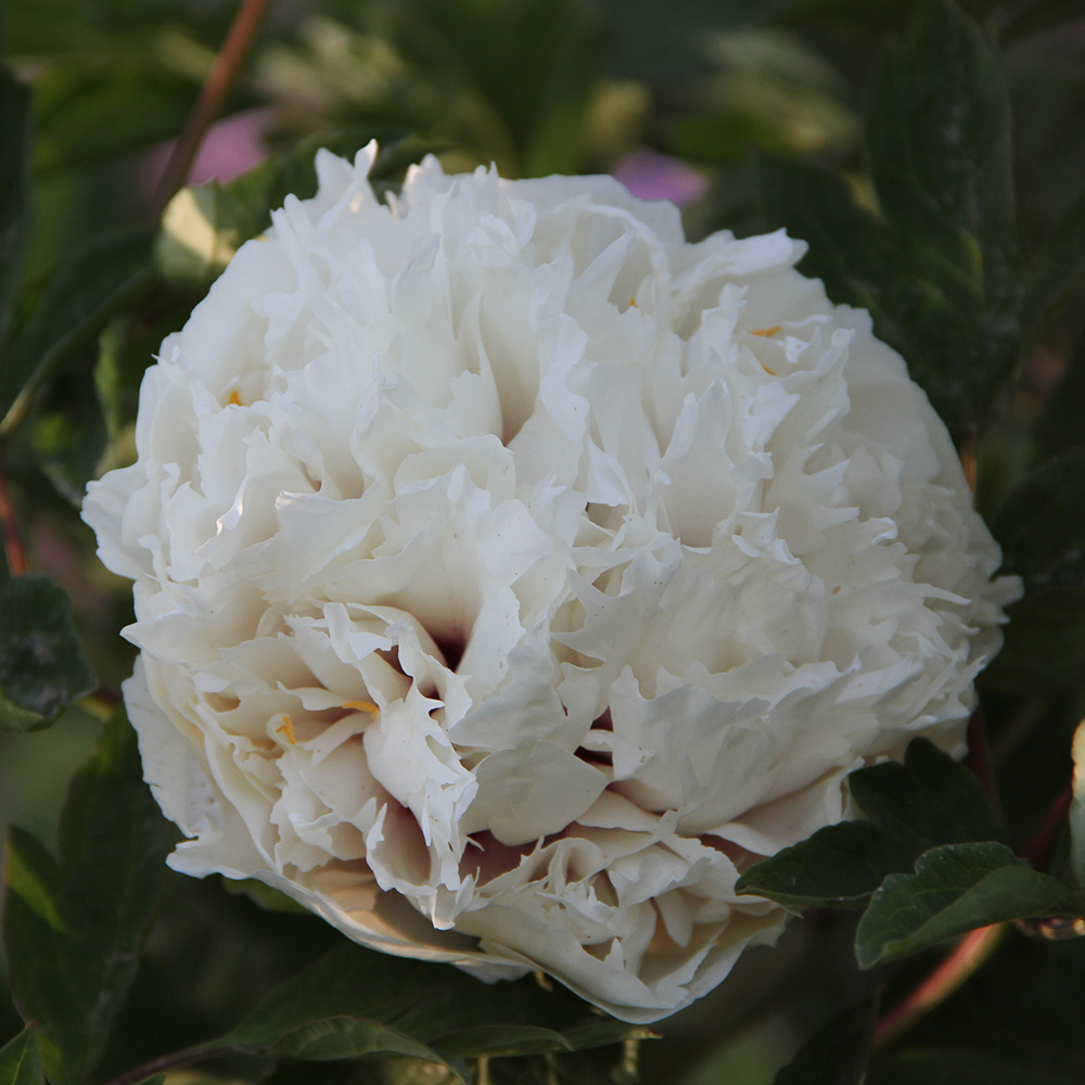 Пион древовидный Белоснежное облако 1шт/Paeonia Jing Yun Hao (Цзин Юнь Хао)