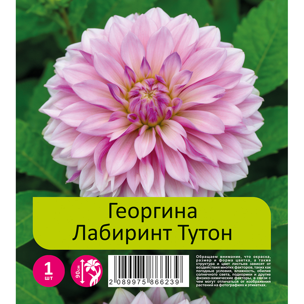 Георгина Лабиринт Тутон 1шт /Dahlia Labyrinth Twotone