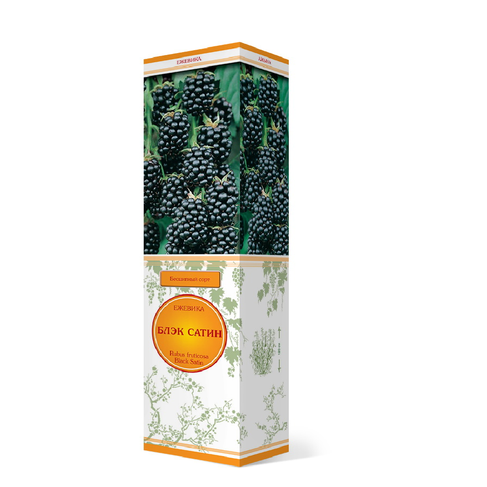 Ежевика Блэк Сатин 1шт