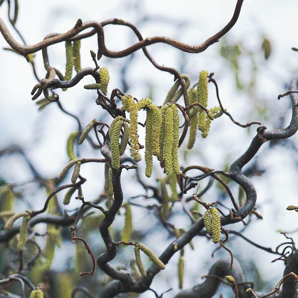 Лещина обыкновенная Конторта С5 1шт/Corylus avellana Contorta