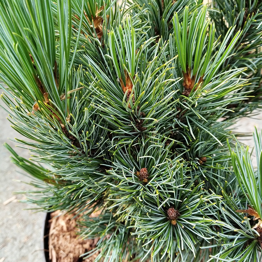 Сосна кедровая стланиковая Глоб С7 (высота 20-25см) 1шт /Pinus pumila Globe