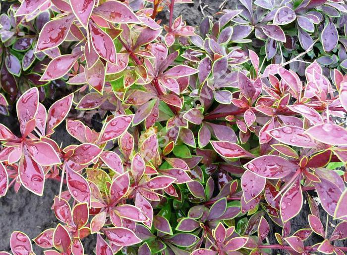Барбарис Тунберга Коронита С2 1шт /Berberis thunbergii Coronita
