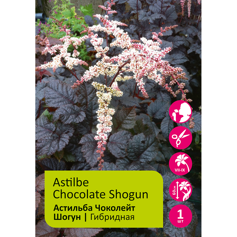 Астильба Чоколейт Шогун 1шт 2/3 /Astilbe Chocolate Shogun
