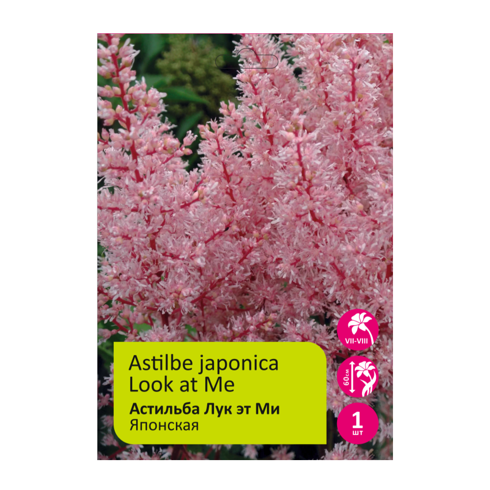 Астильба Лук эт Ми 1шт 2/3 /Astilbe Look at me