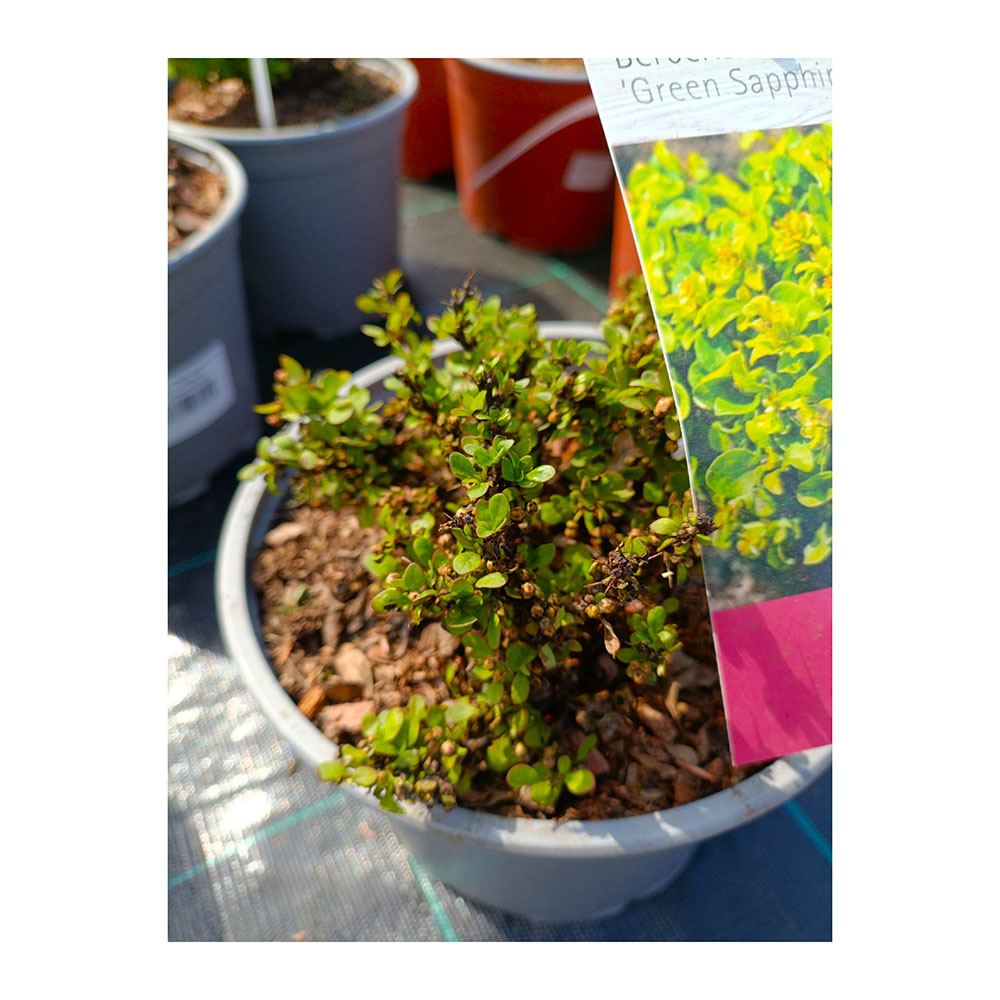 Барбарис Тунберга Далема Грин Сапфир С3 1шт/Berberis thunbergii Green Sapphire