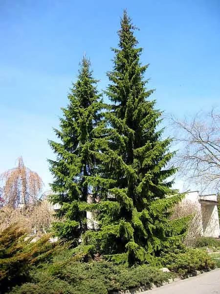 Ель сербская  С90-130 250-300 1шт /Picea omorika 